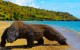Habitat of Komodo Dragons, Komodo Island Facts