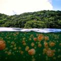 Jellyfish Lake, Palau