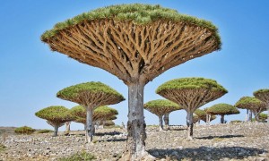 Most Alien Place on Earth: Socotra Island in Yemen