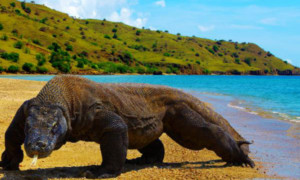 Habitat of Komodo Dragon: Facts about Komodo Island in Indonesia